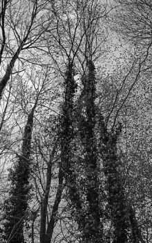 DSC_7902_800
