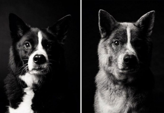 Maddy — 5 years and 10 years - Copyright: Dog Years
